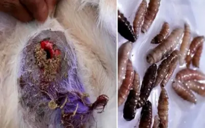 First Case of Flesh-Eating Parasite Reported in US
