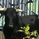 Panic at ASH as bull breaks into Emergency Ward