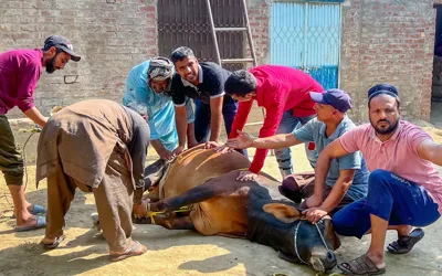 Pakistan continues Eid al-Adha sacrifices on day three