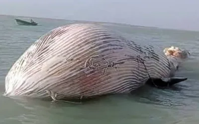 Blue whale found dead in Balochistan’s Gwater Bay