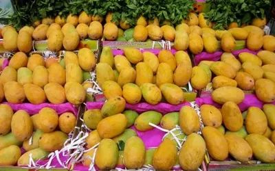 5,550 KG Mangoes Missing from Multan