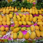 5,550 KG Mangoes Missing from Multan