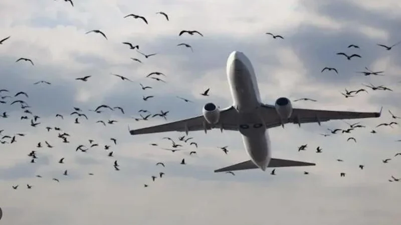 PAA