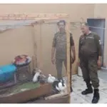 Lahore Woman Arrested for Brutal Animal Torture in Defence