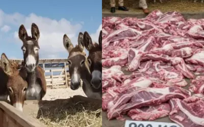 Two Chinese Companies contact Pakistan food authority to export “Donkey Meat”