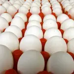 Egg Prices Down in Pakistan
