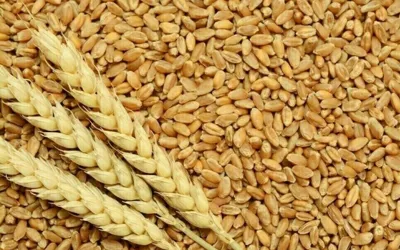 Punjab govt removes restrictions on wheat transport