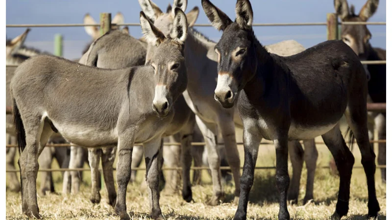 FBR foils attempt to smuggle donkey hides