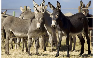 FBR foils attempt to smuggle donkey hide