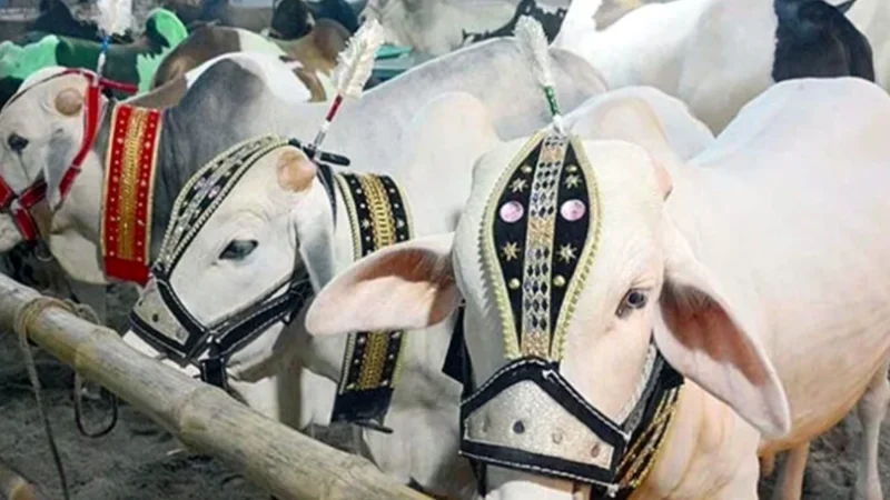 Sacrificial animals draw crowd’s attention at Cattle Market