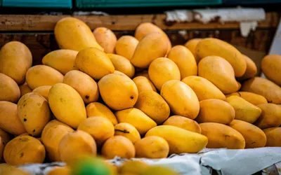 Mango exports from Pakistan to begin on May 25, confirms govet