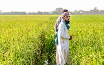 CM Punjab Maryam Nawaz approves wheat support subsidy for farmers
