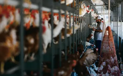 Top chicken exporter faces trade ban after Bird Flu found in poultry
