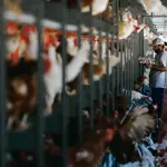 Top chicken exporter faces trade ban after Bird Flu found in poultry