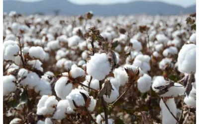 Pakistan faces over 33% decline in cotton arrivals