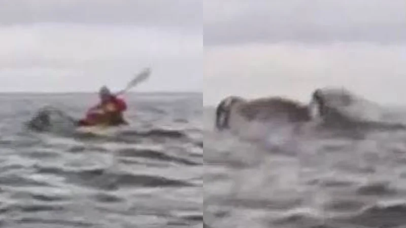 kayaker escapes miraculously after whale swallows and spits him out: Watch