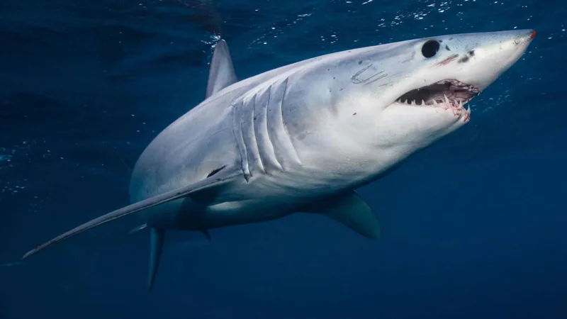 Canadian tourist loses both hands in shark attack while taking photos