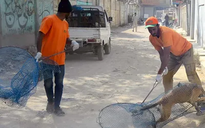 Rising concern over dog bites as 18 cases emerge in a day