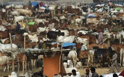 Karachi's Eid al-Adha Cow Mandi Venues - Check here