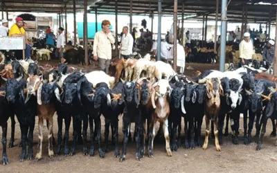 Governor Sindh announces free goats to those in need on Eidul Adha 2024
