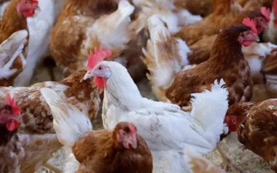 Highly pathogenic bird flu detected on fourth Australian poultry farm