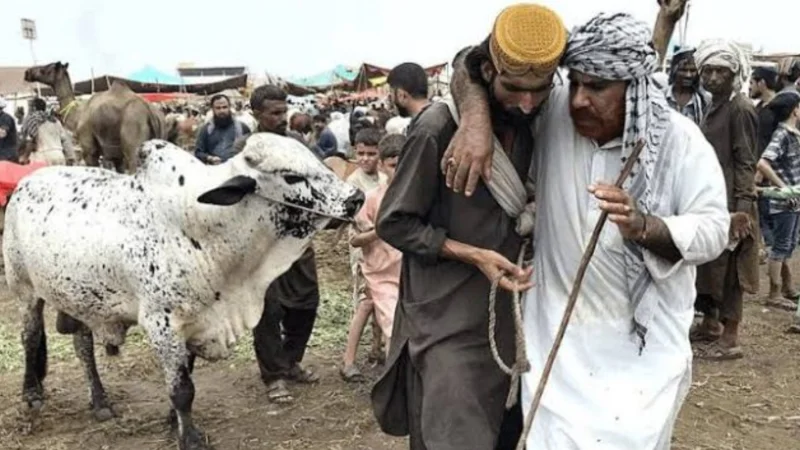 Eid-ul-Adha 2024: Butchers Reveal Animal Qurbani Rates