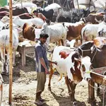 When Will Eid-ul-Adha 2024 Be Celebrated in Saudi Arabia, India, UAE, UK, and US?