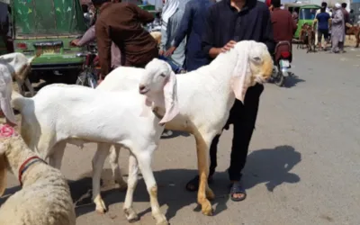 Lahore bans street sale of qurbani animals for Eidul Adha