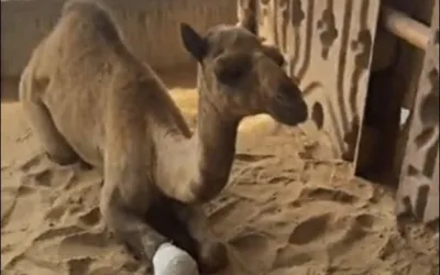Mutilation of camel's leg in Sanghar: Suspect admits crime