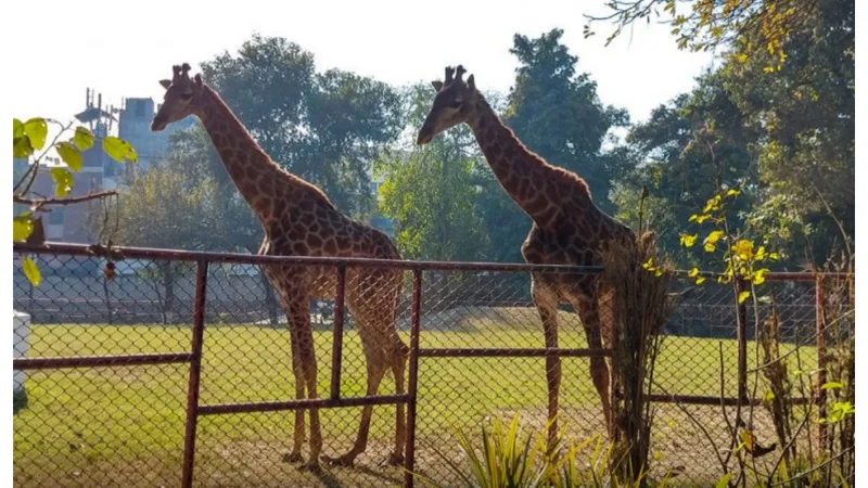 Lahore Zoo Welcomes People with New Animals: Checkout Eid Timings!