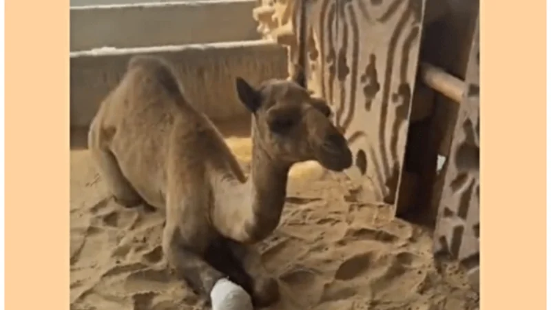 Court sends 6 accused on physical remand for cutting camel’s limb