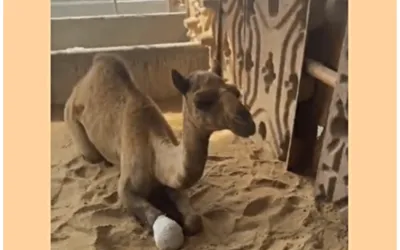 Court sends 6 accused on physical remand for cutting camel’s limb