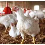 Chicken Prices Reduced in Punjab After Eid ul Adha 2024