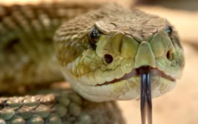 Bangladesh steps up efforts to raise awareness of snake bite as cases surge