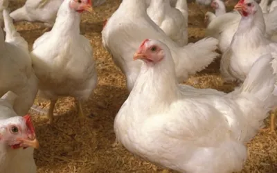 Chicken prices up in Lahore, Punjab for July: Check latest rates