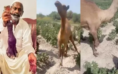 Accused involved chopping off of camel's leg in Sanghar granted bail