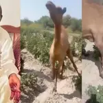 Accused involved chopping off of camel's leg in Sanghar granted bail