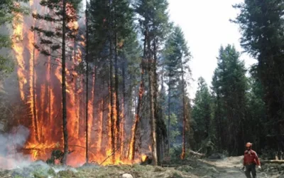 Canada: Around 5,000 people were forced to leave the western town of Jasper