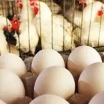 Chicken Meat Now Rs 10 More Expensive, Eggs See Drop of Rs 29
