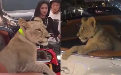 Woman Arrested for Driving with Pet Lion in Convertible Bentley