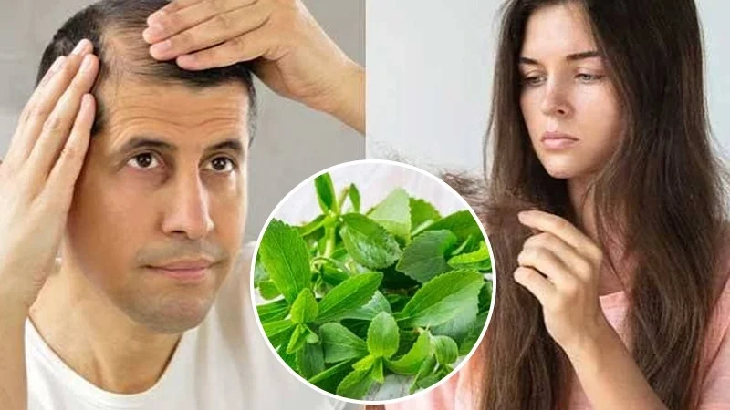 Stevia patch offers new hope for hair loss