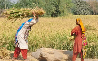 Only 2% of Pakistani Women Own Land, Study Finds