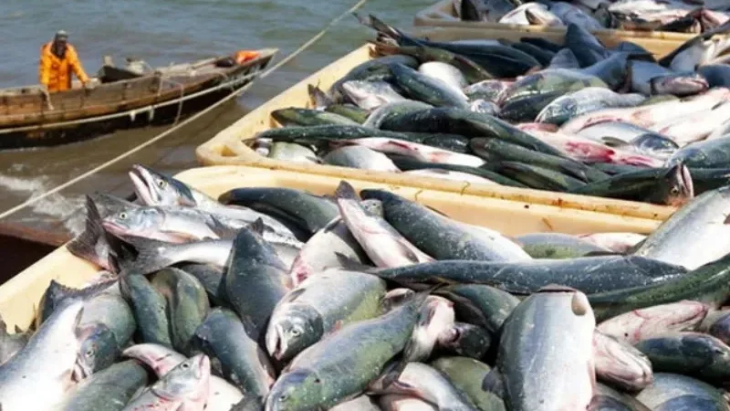 Pakistan’s fish exports hit record $570 million - fish exports, Pakistan’s fish exports record