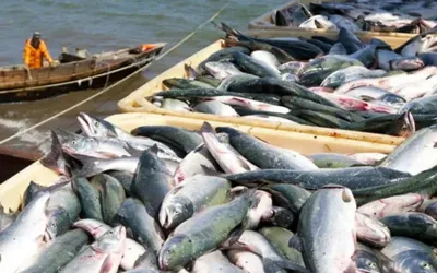 Pakistan’s fish exports hit record $570 million