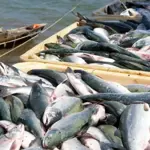 Pakistan’s fish exports hit record $570 million