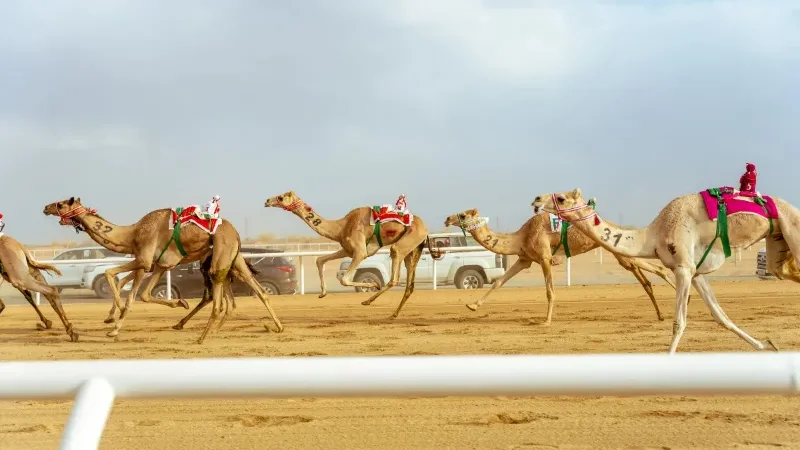 114 camels worth up to $131m entered in Crown Prince Camel Festival finale - Camel Festival finale