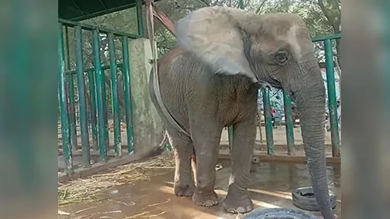 Elephant Madhubala falls ill at Karachi Safari Park - Elephant Madhubala, Malika, Safari Park, TB