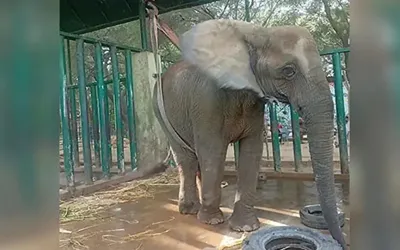 Elephant Madhubala falls ill at Karachi Safari Park