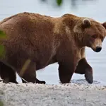 Fat Bear Week 2026 returns as 16 Alaska bears vie for the crown