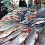 Pakistan plans 100-acre marine-culture estate at Korangi Fisheries Harbour